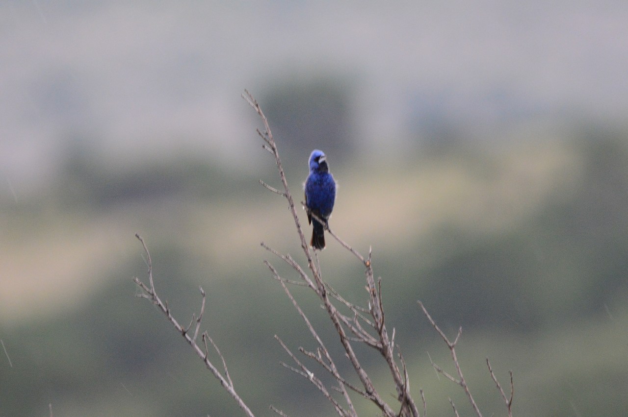 Passerina caerulea Passerina caerulea